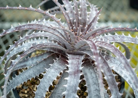 ディッキア  goehringii New × BKK