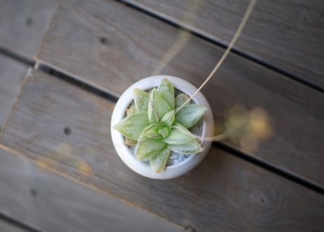 ハオルチア　Haworthia