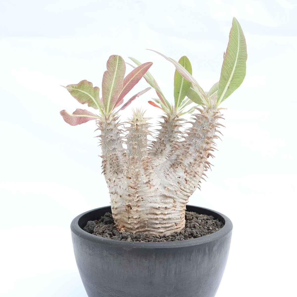 パキポディウム ホロンベンセ | mana's farm:塊根植物・アガベ・ドライ