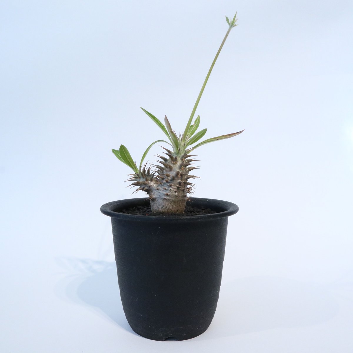 GP パキポディウム マカイエンセ タイ実生株② パキポディウム マカイエンセ 2頭／Pachypodium Makayense
