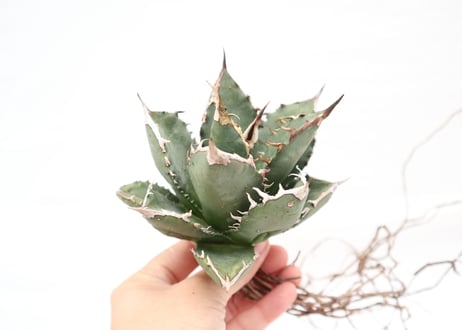 Agave titanota FO-76 compacta dwarf  no.6