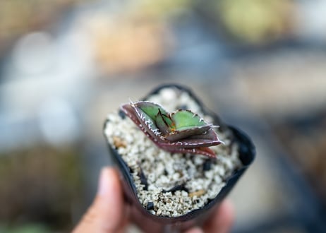 ソウラボアガベ mana's farm 4周年祭限定アイテム ソウラボアガベ