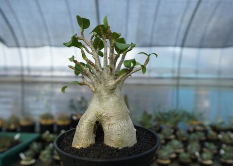 アデニウム　Adenium　No.6