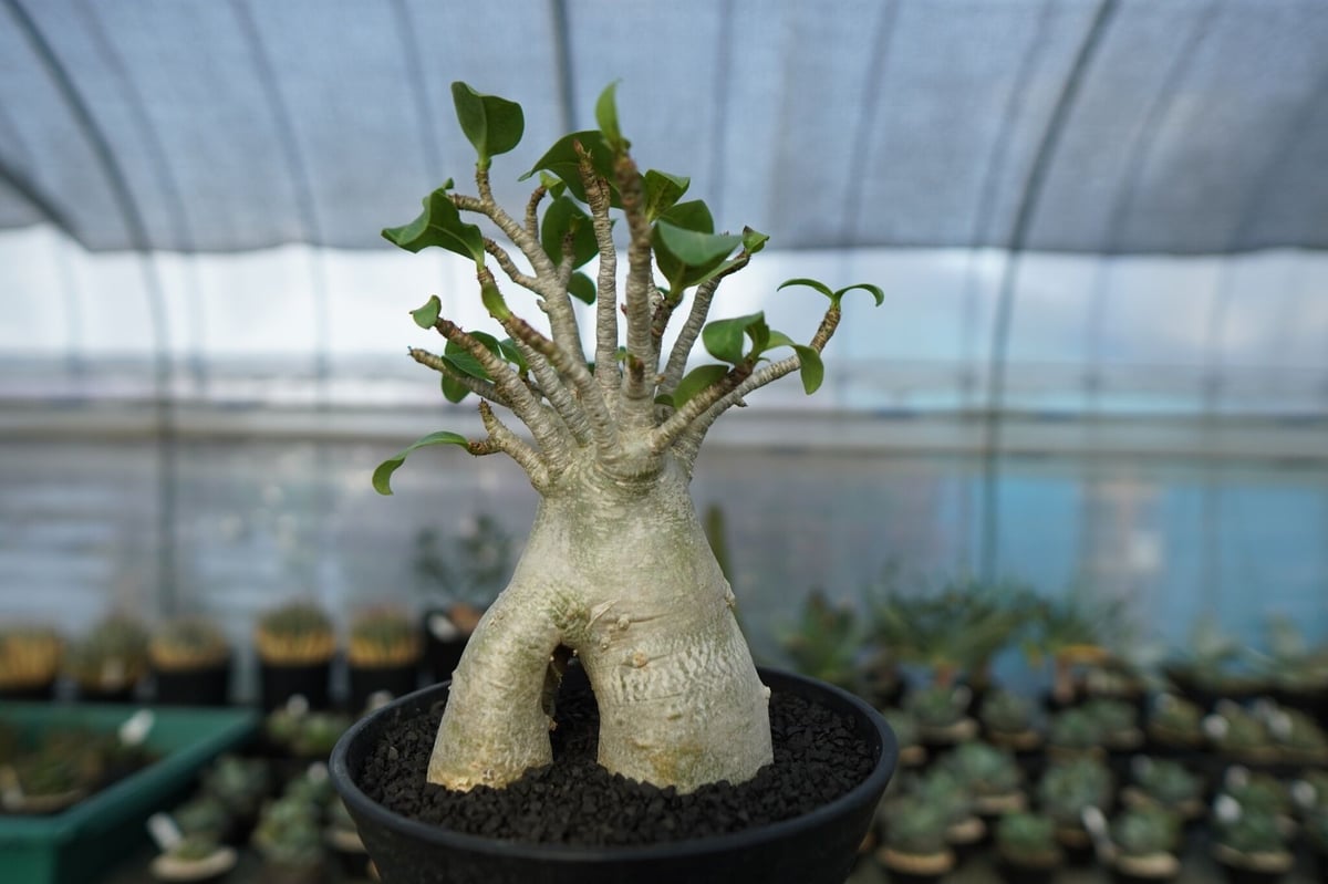 アデニウム Adenium No.6 | mana's farm:塊根植物・アガベ・ドライガー