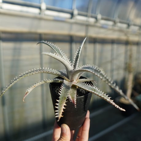 dyckia | STORES dyckia | STORES