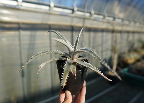 ディッキア　ハイブリッド HH×(ML×BS)　Dyckia hyb. HH×(ML×BS)