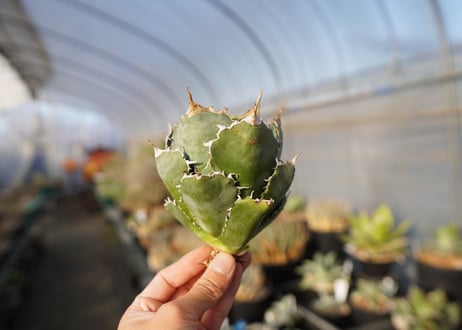 agave titanota 白鯨　 NO.1