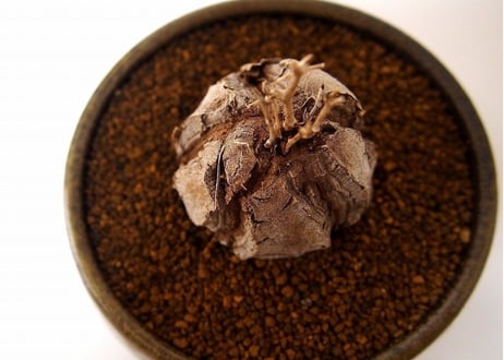 亀甲竜 ディオスコレア エレファンティペス  dioscorea elephantipes