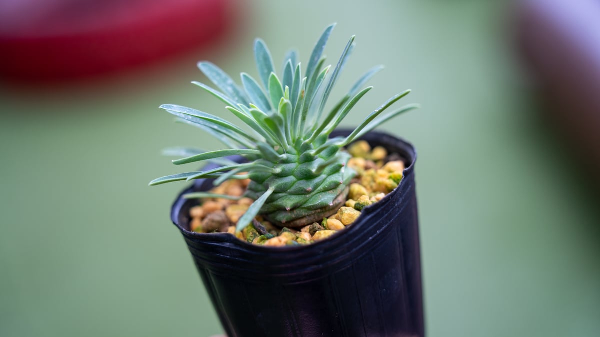 オベサ鉄甲 | mana's green:塊根植物販売|マナズグリーン オベサ鉄甲 | mana's green:塊根植物販売|マナズグリーン