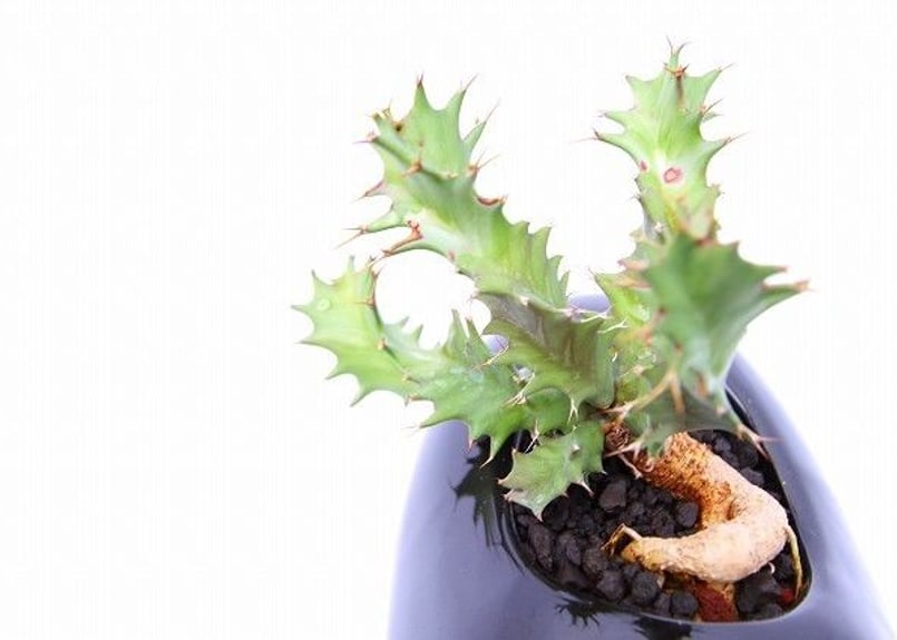 ユーフォルビア　トルチラマ　中株 トルチラマ ユーフォルビア | toA Succulent