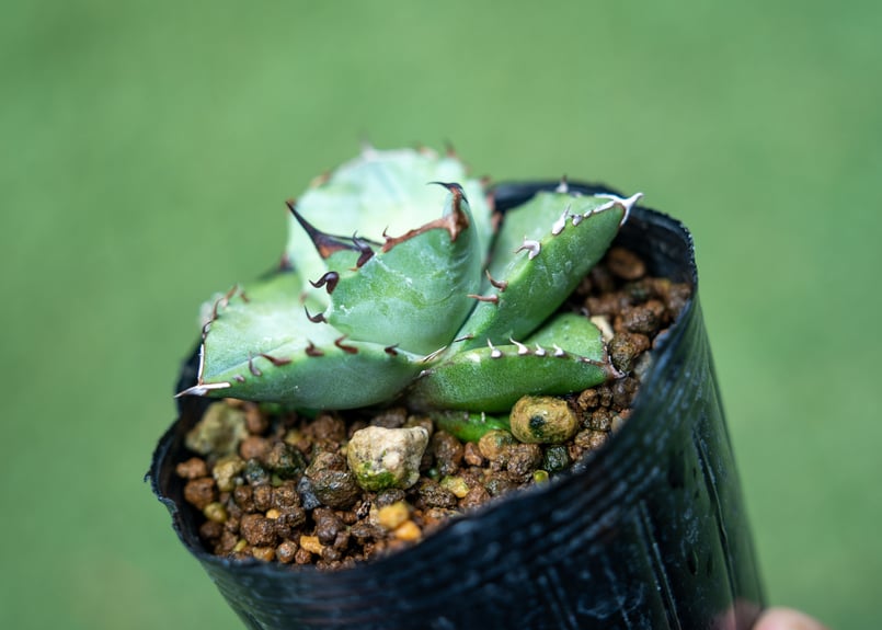 アガベ オテロイ 沖縄実生 No.1 | mana's farm:塊根植物・アガベ