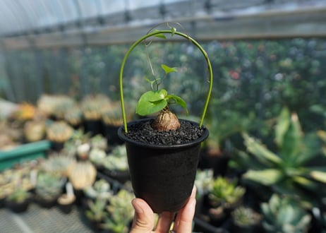 亀甲竜　Dioscorea elephantipes No.3
