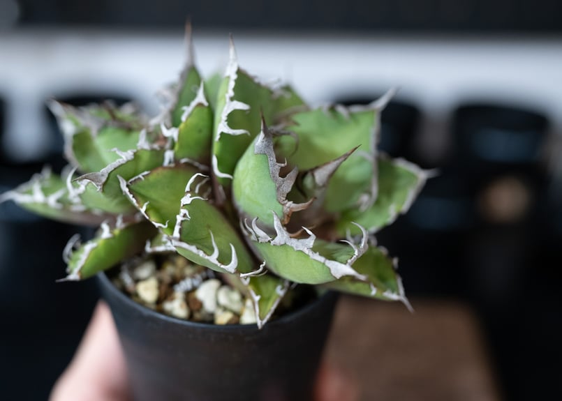 アガベ　agave オアハカ　子株 New products from Takanezawa store / 高根沢店に アガベ