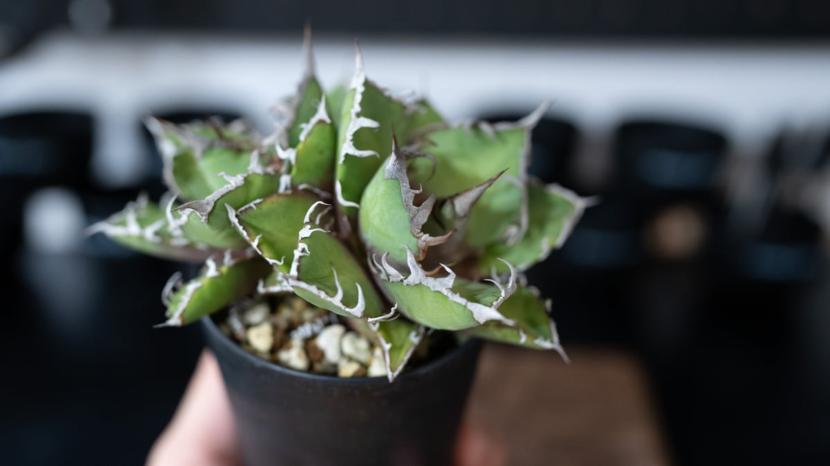 アガベ オアハカ 沖縄管理株 | mana's farm:塊根植物・アガベ・ドライ