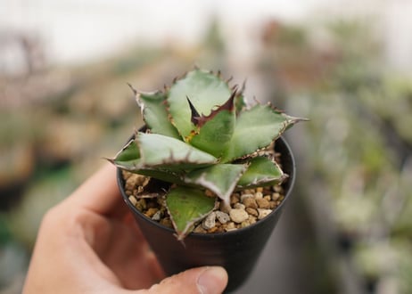 Agave titanota ” Black flame"