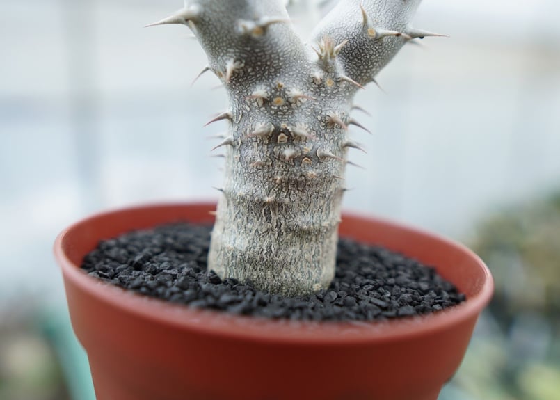 パキポディウム デンシフローラム Pachypodium densiflorum No.8 |