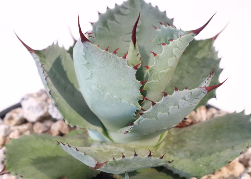 アガベ ☆雷帝 雷神 親株 美株 肉厚 選抜 アガベ ☆雷帝 雷神 親株 美株 肉厚 選抜 アガベ ☆雷帝 雷神 親株 美