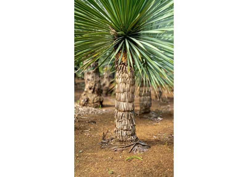 極上株】ロストラータ｜抜群のブルー＆完璧な根張り／一点物 | mana's