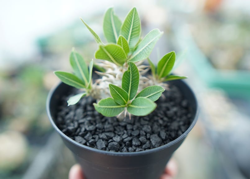 パキポディウム 恵比寿大黒 Pachypodium Densicaule No.4 | man