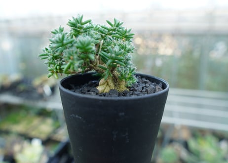 トリコディアデマ ステラツム　Trichodiadema stellatum  No.2