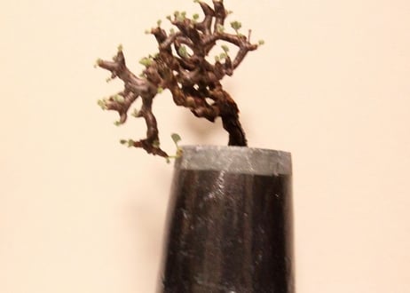 ペラルゴニウム　ミラビレ　Pelargonium mirabile