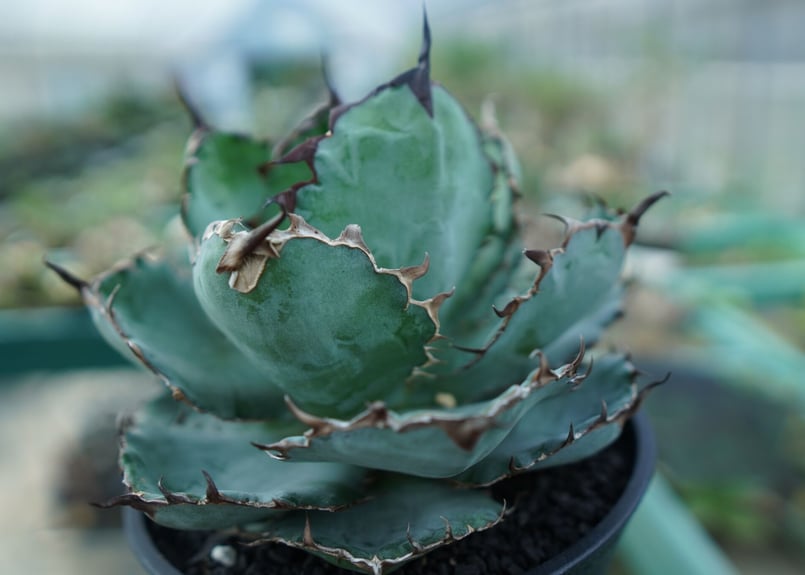 アガベ チタノタ ブラックアンドブルー Agave titanota black