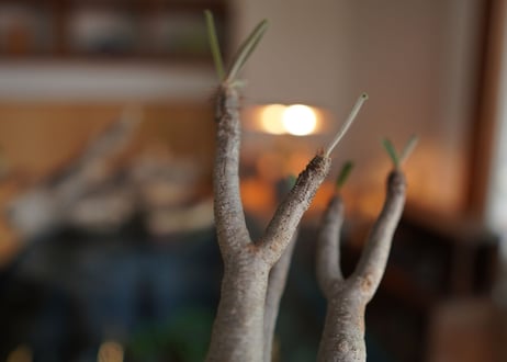 パキポディウム　グラキリス　 Pachypodium Gracilius