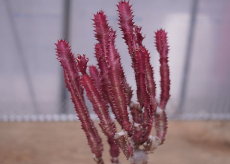 ユーフォルビア　紅葉彩雲閣　Euphorbia trigona f. rubra