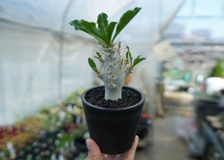 パキポディウム　サンデルシー　Pachypodeium saundersii  No.6