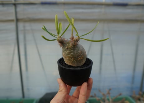 パキポディウム　グラキリス　 Pachypodium Gracilius  No.4
