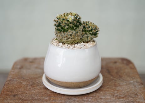 Mammillaria schiedeana