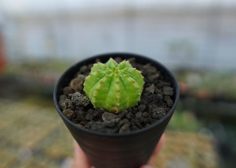 ユーフォルビア　オベサ　Euphorbia obesa  No.2