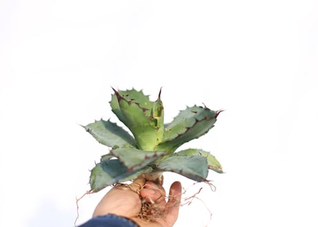 Agave Black and Blue  no.2