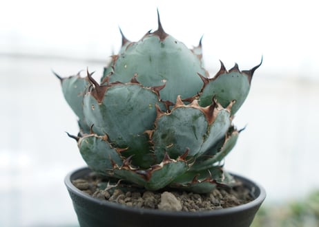 アガベ　チタノタ　 ブラックアンドブルー 　Agave titanota black and blue　NO.2