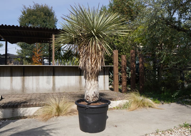 ユッカ ロストラータ ヒドラ yucca rostrata NO.2 | mana's far