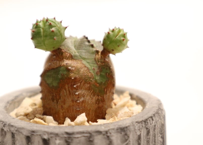 オベサ ブロウ | mana's farm:塊根植物・アガベ・ドライガーデン植物