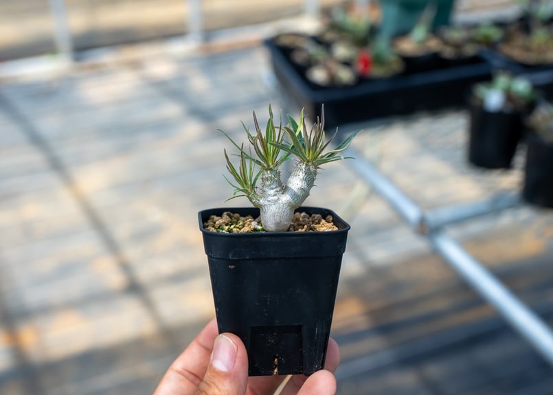 パキポディウム グラキリス 沖縄実生 | mana's farm:塊根植物・アガベ