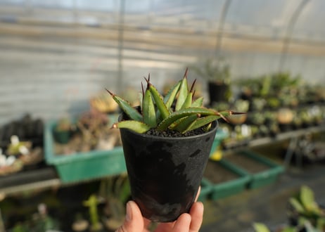 アガベ　リトルシャーク　Agave Little Shark