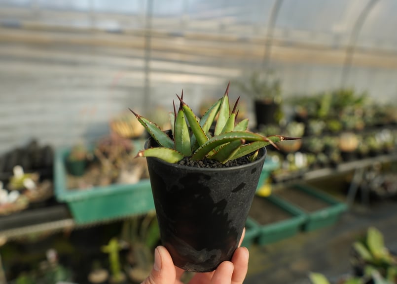 アガベ リトルシャーク Agave Little Shark | mana's farm:塊根