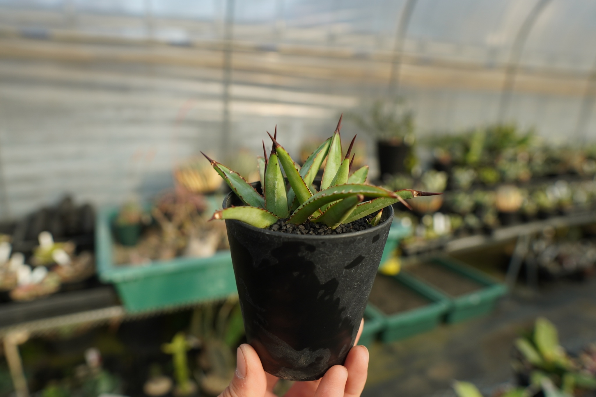 アガベ リトルシャーク Agave Little Shark | mana's farm:塊根