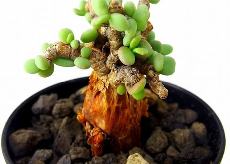 Ceraria pygmaea ケラリア・ピグマエア  №5