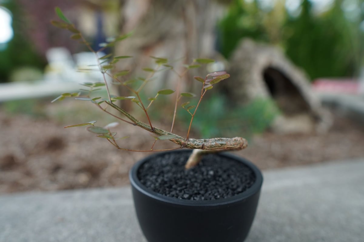 沖縄実生株】デロニクス デカリー Delonix decaryi No.1 | mana's