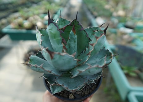 アガベ　チタノタ　 ブラックアンドブルー 　Agave titanota black and blue　No.7
