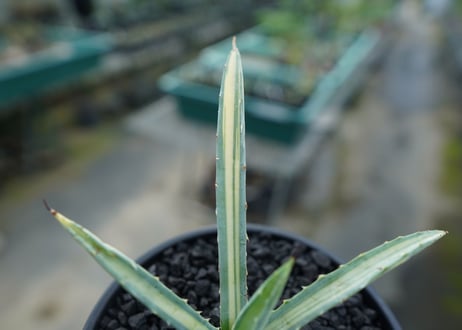 アガベ　マクロアカンサ錦　Agave macroacantha variegata