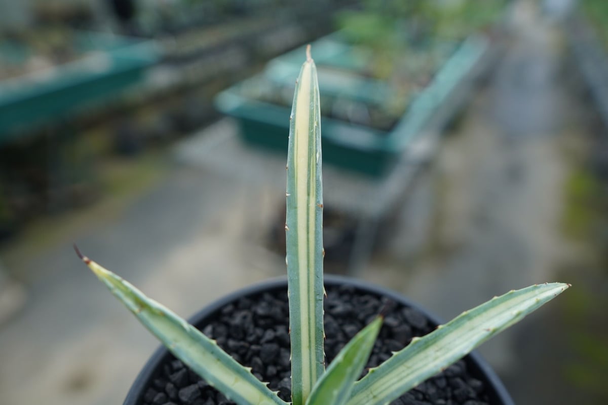アガベ マクロアカンサ錦 Agave macroacantha variegata | man アガベ マクロアカンサ錦 Agave macroacantha variegata | man