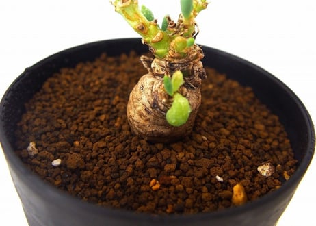 オトンナ クラビフォリア　 Othonna clavifolia