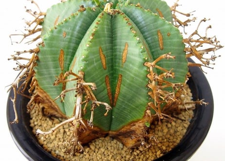 Euphorbia valida ユーフォルビア・バリダ
