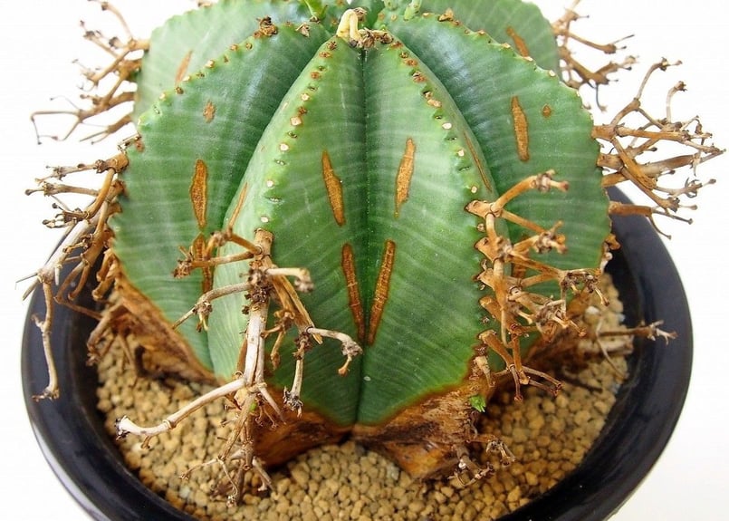 Euphorbia valida ユーフォルビア・バリダ | mana's farm:塊根植物