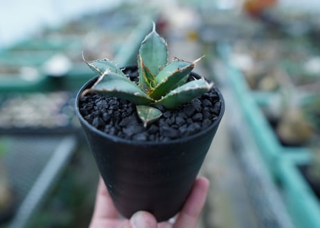 アガベ　チタノタ　FO-76　Agave titanota  FO-76　No.20
