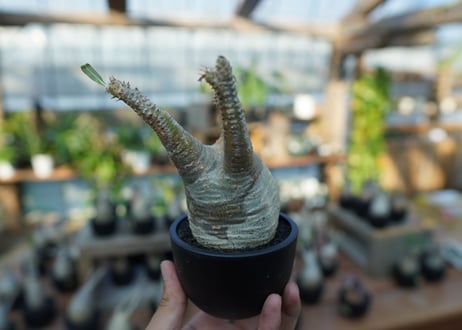 【未発根】パキポディウム　グラキリス　 Pachypodium Gracilius  No.15